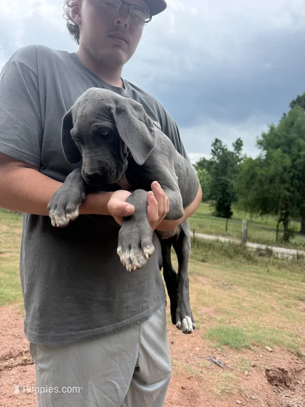 Blue – Great Dane puppy for sale in Henderson, NC