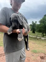 Blue, a male Great Dane for sale in Henderson, NC – 2 of 3