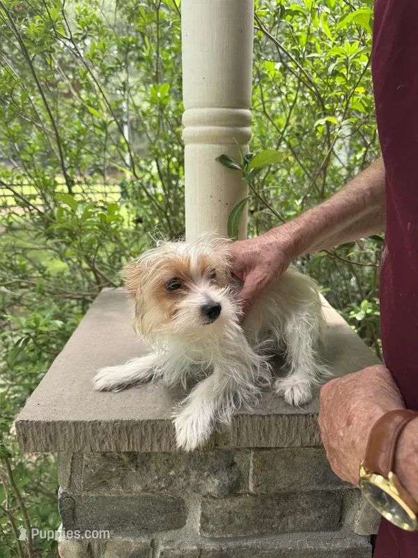 Maxwell – Yorkshire Terrier puppy for sale in Henderson, NC