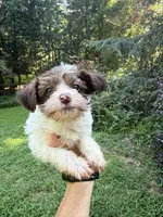 Party female, a female Yorkipoo for sale in Henderson, NC – 1 of 3