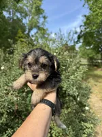 Tara, a female Yorkipoo for sale in Henderson, NC – 4 of 5