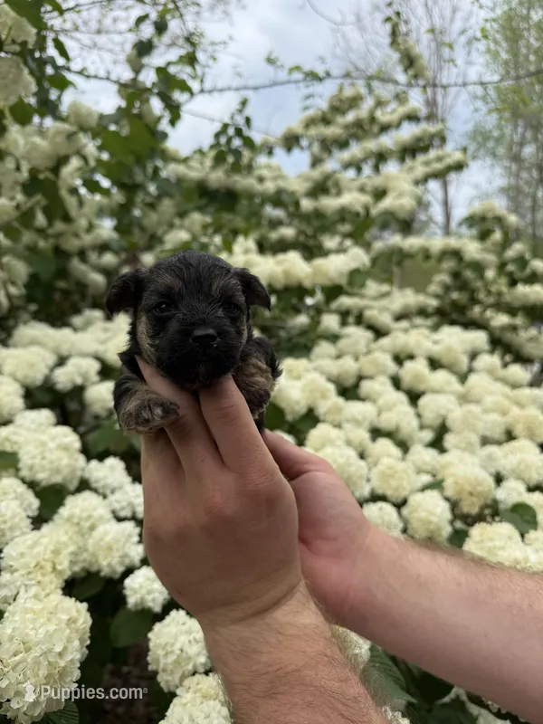 Tara – Yorkipoo puppy for sale in Henderson, NC
