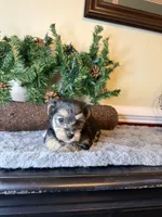 Tara, a female Yorkipoo for sale in Henderson, NC – 5 of 5