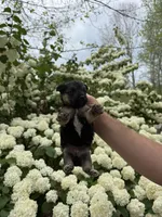 Tara, a female Yorkipoo for sale in Henderson, NC – Photo 2 of 2