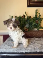 Party female, a female Yorkipoo for sale in Henderson, NC – 9 of 10