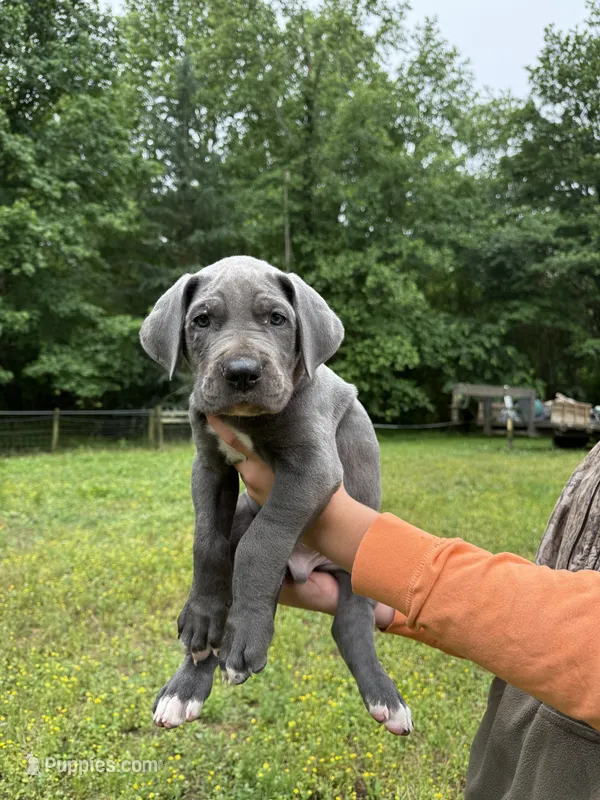 Addie, a female Great Dane for sale in Henderson, NC – 1 of 1