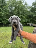 Addie, a female Great Dane for sale in Henderson, NC – 1 of 1