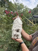 Dolly , a female Yorkipoo for sale in Henderson, NC – 2 of 3