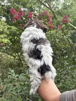 Darla, a female Yorkipoo for sale in Henderson, NC – 3 of 3