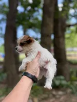 Maxwell, a male Yorkshire Terrier for sale in Henderson, NC – Photo 2 of 3