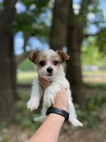 Maxwell, a male Yorkshire Terrier for sale in Henderson, NC – Photo 3 of 3