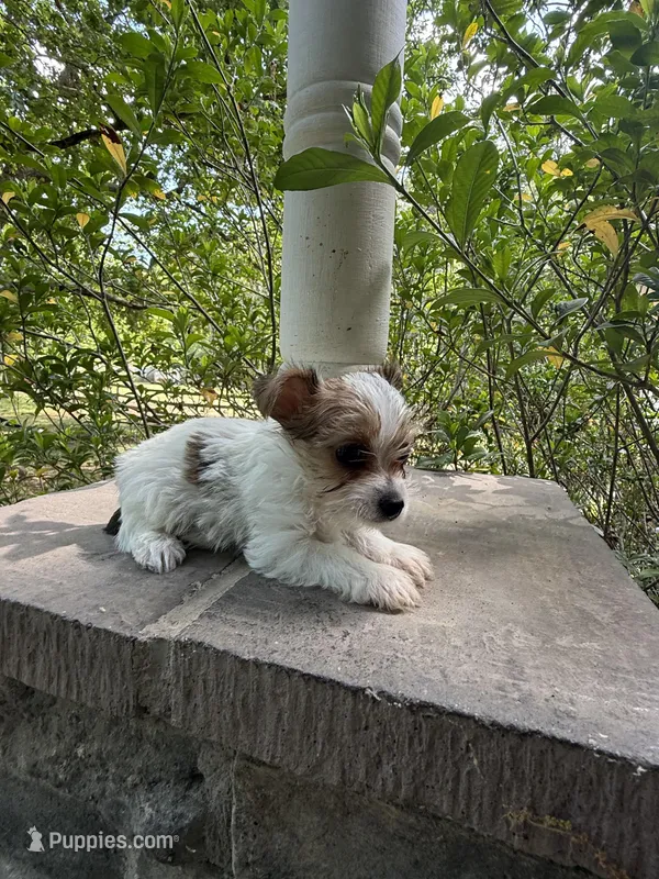 Maxwell – Yorkshire Terrier puppy for sale in Henderson, NC