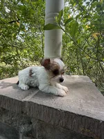 Maxwell, a male Yorkshire Terrier for sale in Henderson, NC – Photo 1 of 3