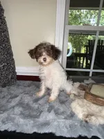 Party female, a female Yorkipoo for sale in Henderson, NC – 4 of 10