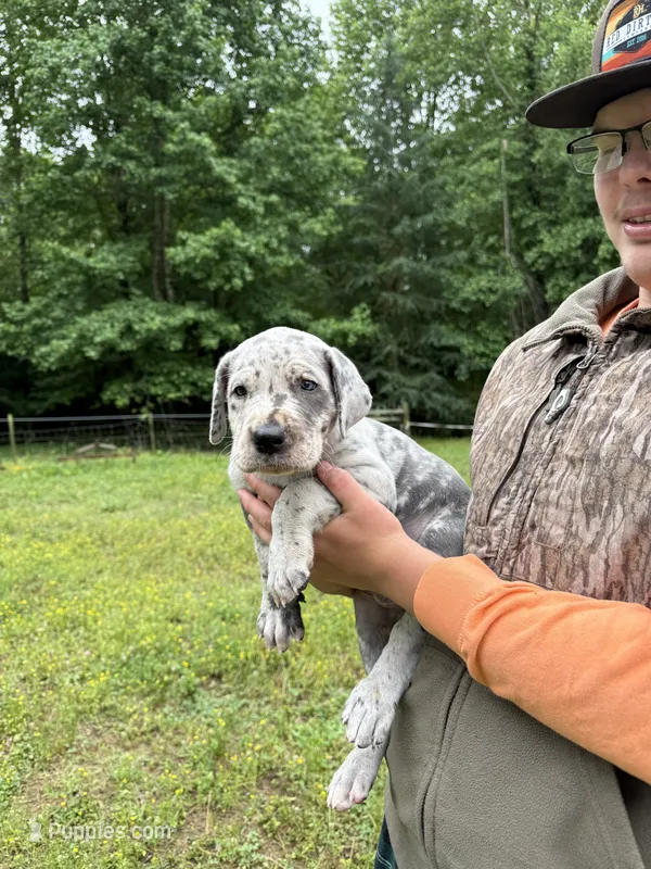 Max – Great Dane puppy for sale in Henderson, NC