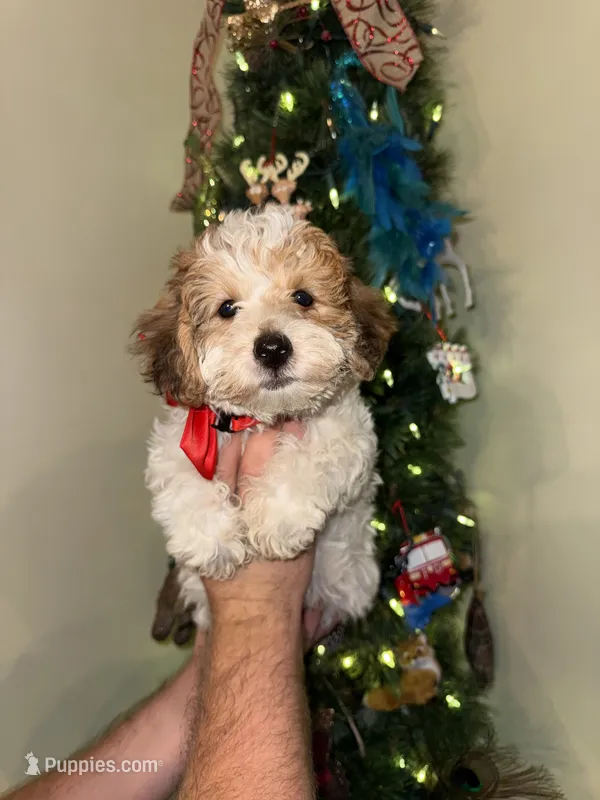 Duke – Yorkipoo puppy for sale in Henderson, NC