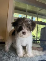 Party female, a female Yorkipoo for sale in Henderson, NC – 2 of 10