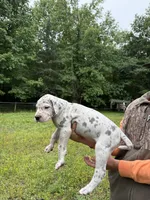 Merle, a male Great Dane for sale in Henderson, NC – 2 of 3