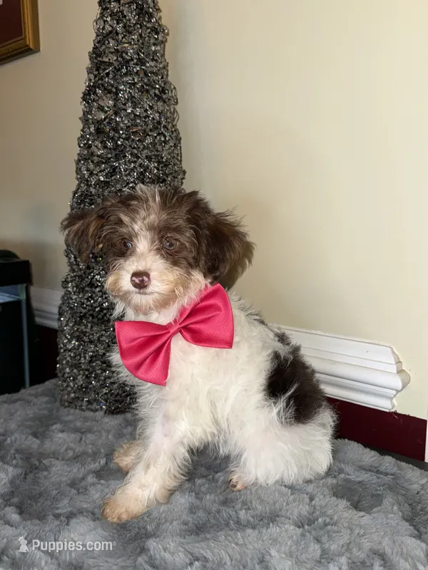 Party female – Yorkipoo puppy for sale in Henderson, NC