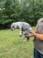 Max, a male Great Dane for sale in Henderson, NC – 2 of 2