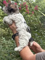 Darla, a female Yorkipoo for sale in Henderson, NC – 2 of 3