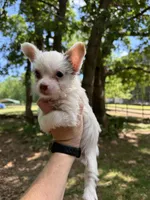 Romeo , a male Yorkshire Terrier for sale in Henderson, NC – Photo 1 of 2