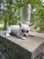 Romeo , a male Yorkshire Terrier for sale in Henderson, NC – Photo 2 of 2