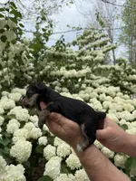 Cindy, a female Yorkipoo for sale in Henderson, NC – Photo 2 of 2