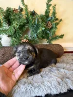 Cindy, a female Yorkipoo for sale in Henderson, NC – 4 of 4