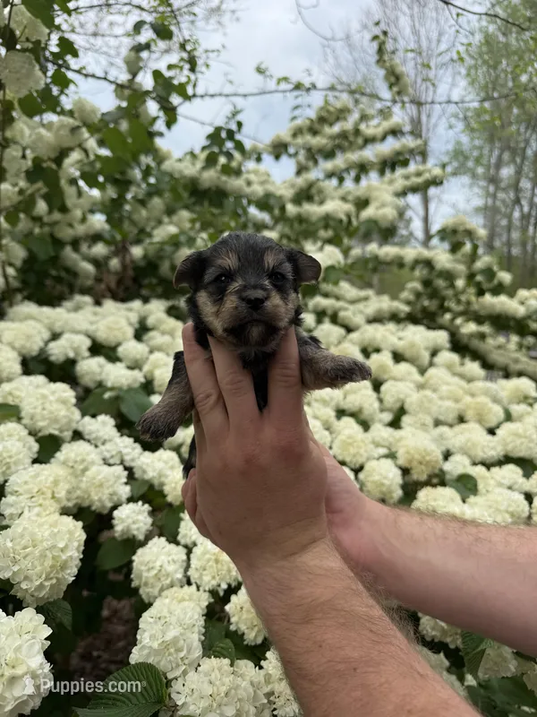 Cindy – Yorkipoo puppy for sale in Henderson, NC