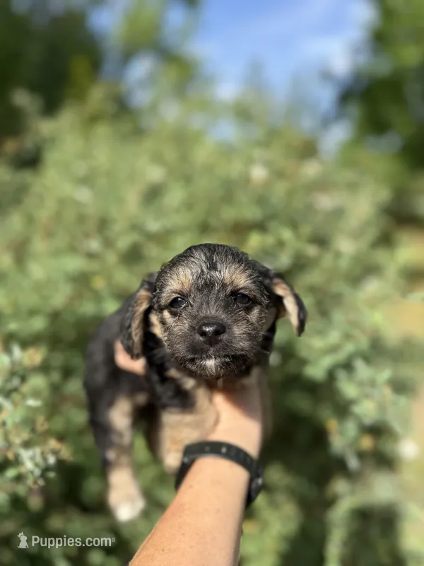 Cindy – Yorkipoo puppy for sale in Henderson, NC