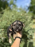 Cindy, a female Yorkipoo for sale in Henderson, NC – 1 of 4