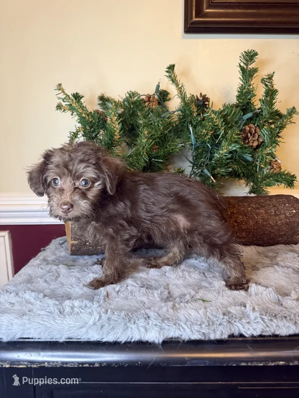 Tara – Yorkipoo puppy for sale in Henderson, NC