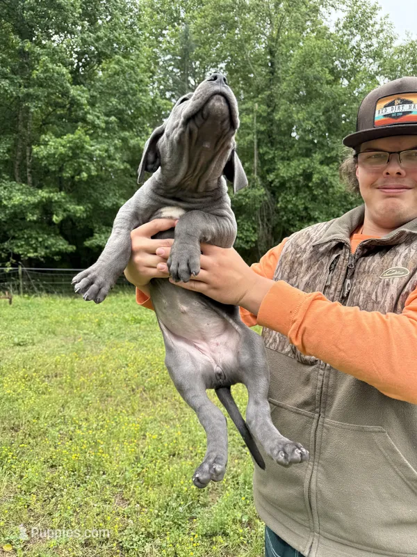 Addie – Great Dane puppy for sale in Henderson, NC