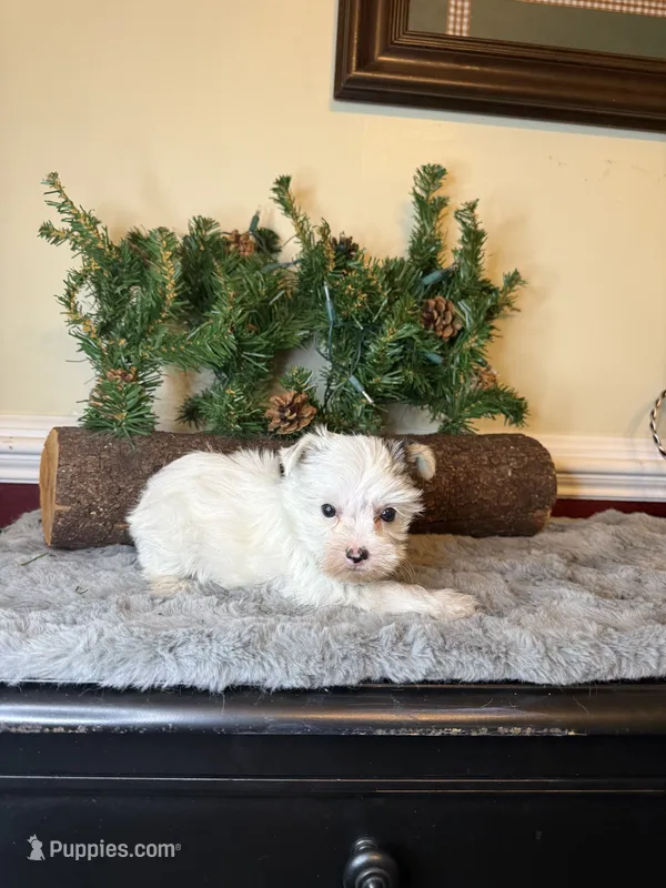 Farrah  – Yorkshire Terrier puppy for sale in Henderson, NC