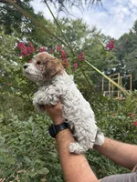 Dolly , a female Yorkipoo for sale in Henderson, NC – 3 of 3