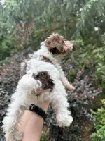 Party female, a female Yorkipoo for sale in Henderson, NC – 2 of 3