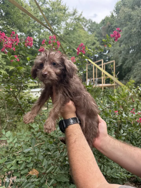 Cindy  – Yorkipoo puppy for sale in Henderson, NC