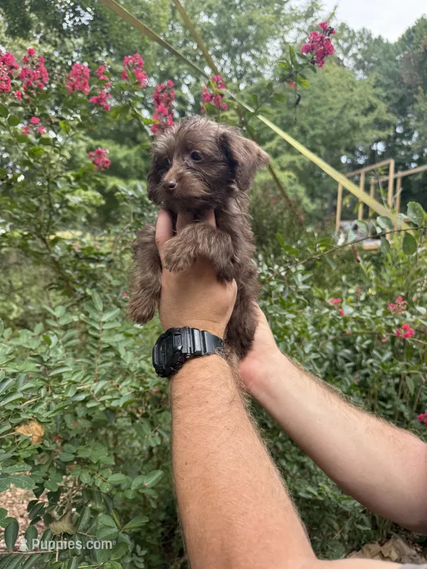 Tara – Yorkipoo puppy for sale in Henderson, NC