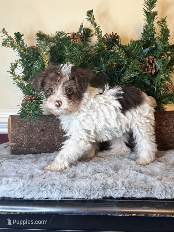 Party female – Yorkipoo puppy for sale in Henderson, NC