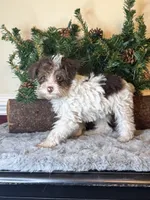 Party female, a female Yorkipoo for sale in Henderson, NC – 5 of 10