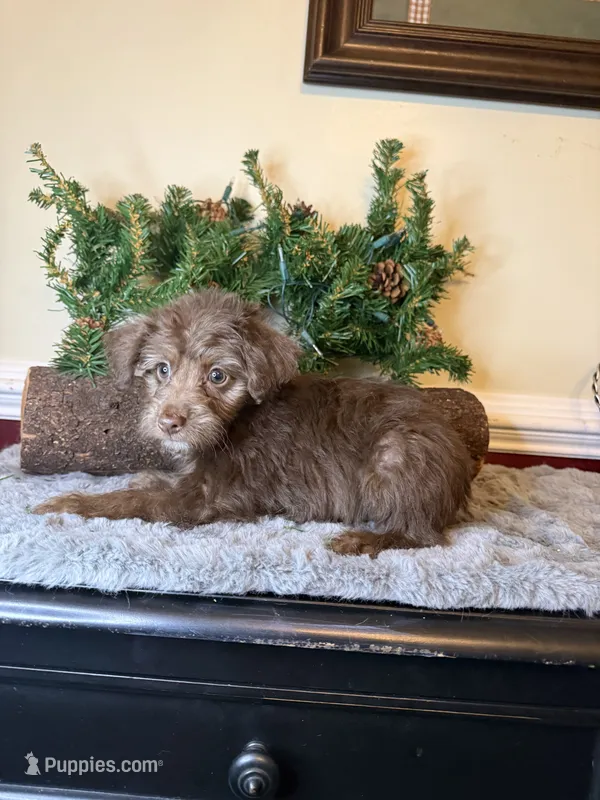 Cindy  – Yorkipoo puppy for sale in Henderson, NC