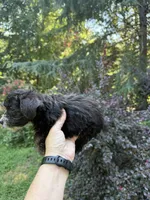 Oreo, a male Yorkipoo for sale in Henderson, NC – 2 of 2
