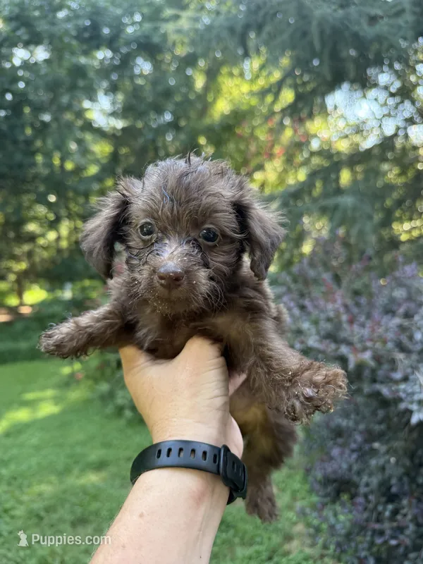Tara – Yorkipoo puppy for sale in Henderson, NC