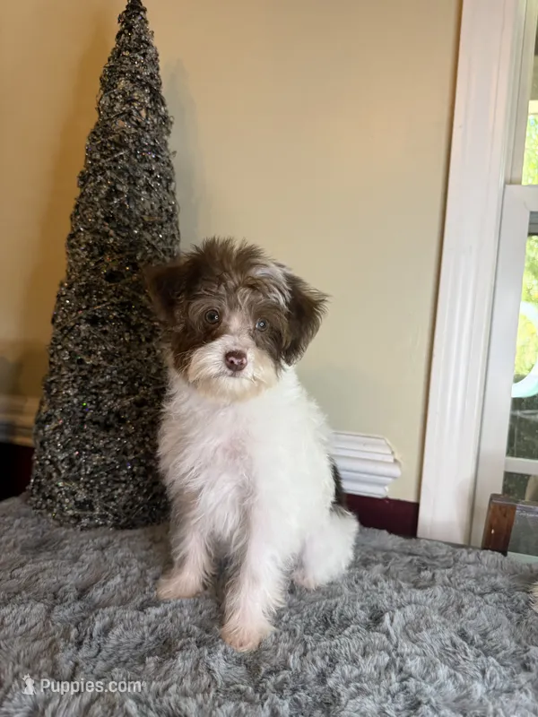 Party female – Yorkipoo puppy for sale in Henderson, NC
