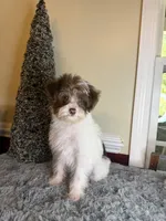 Party female, a female Yorkipoo for sale in Henderson, NC – 1 of 10