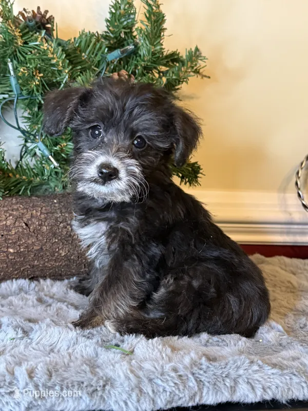Oreo – Yorkipoo puppy for sale in Henderson, NC