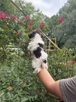 Party female, a female Yorkipoo for sale in Henderson, NC – 10 of 10