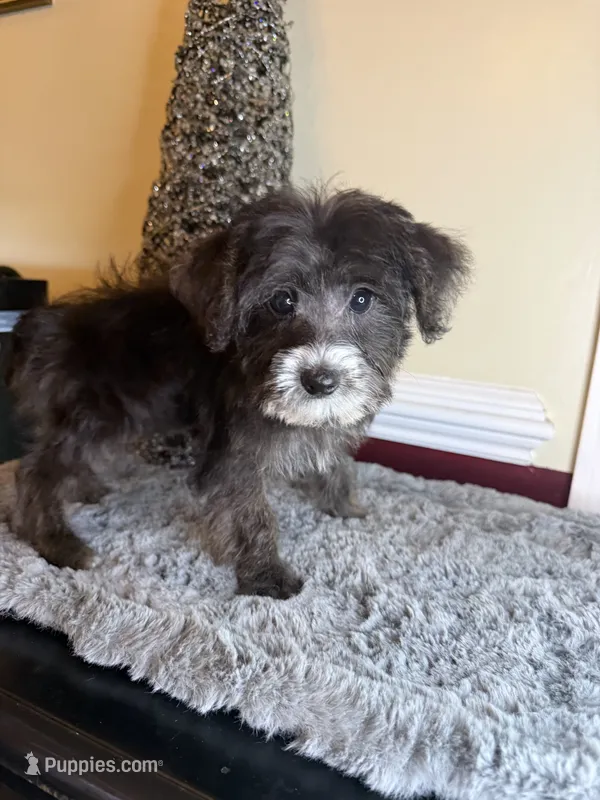 Oreo – Yorkipoo puppy for sale in Henderson, NC