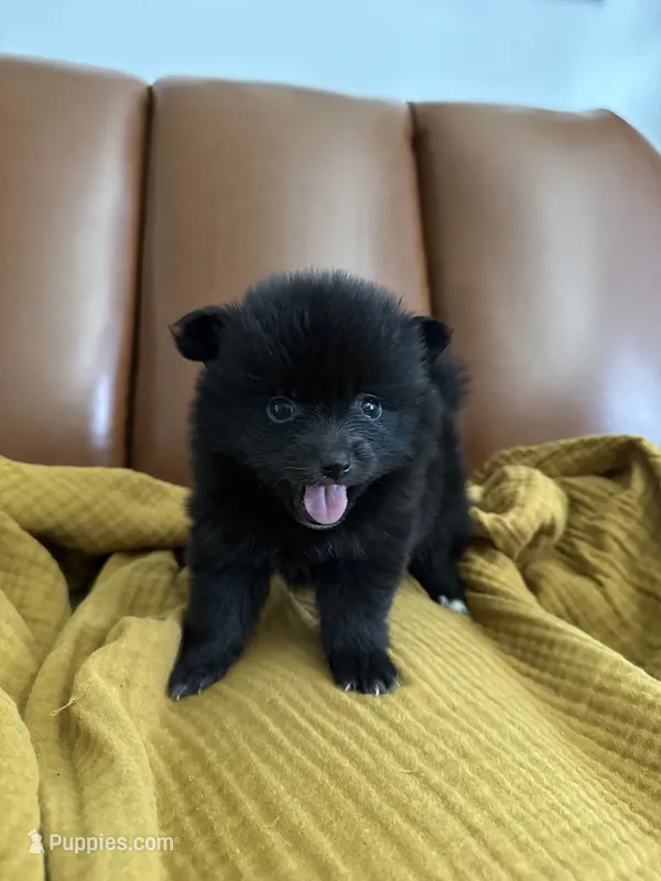 Onyx – Pomeranian puppy for sale in Long Beach, CA
